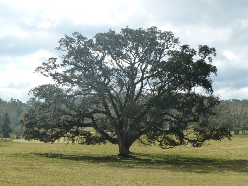 Q. suber Parque Anchorea