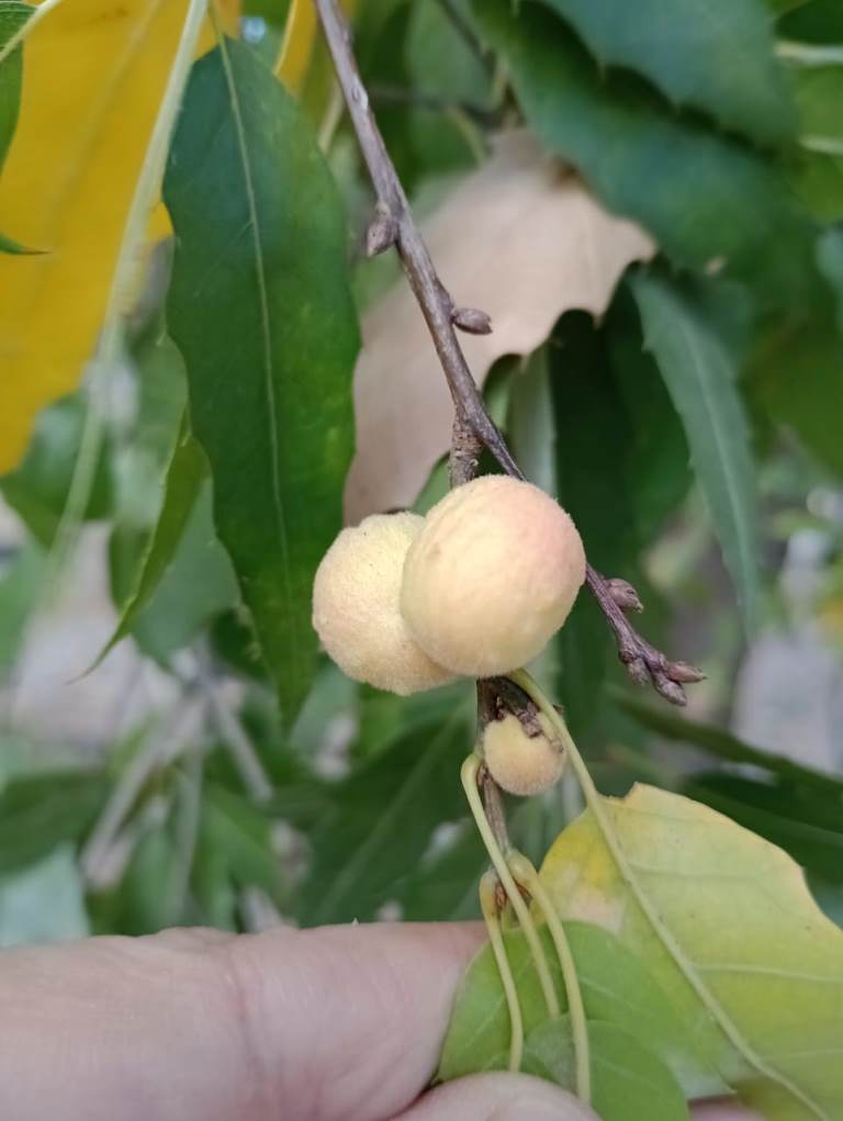 Galls in December