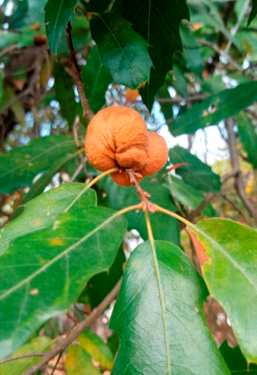 Mature gall
