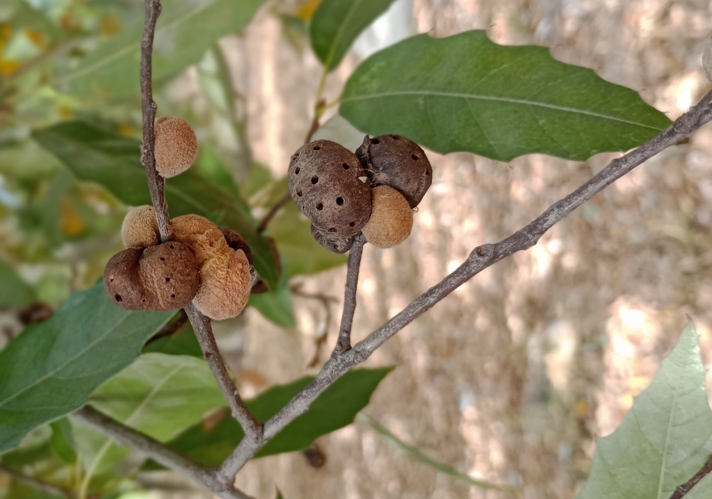 Andricus coombesi gall on Q. grahamii