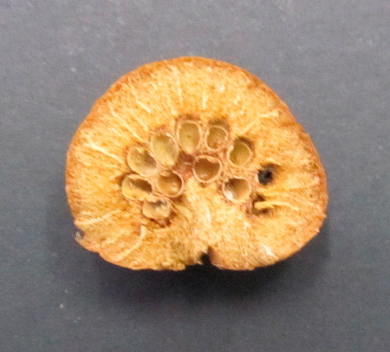 Transverse cut of gall