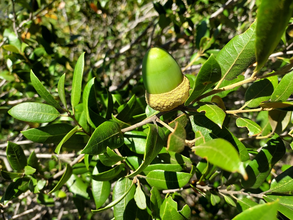 Quercus chrysolepis, Hayfork