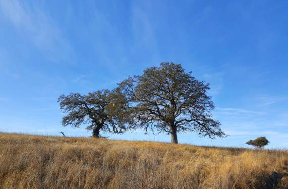 Quercus douglasii