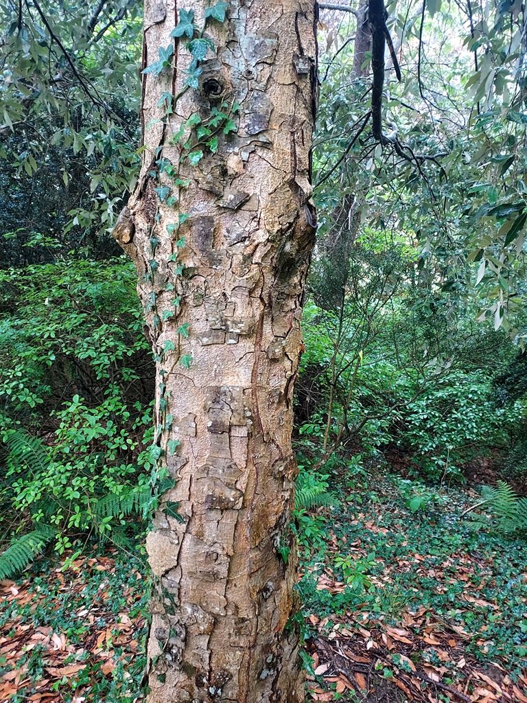 Quercus leucotrichophora