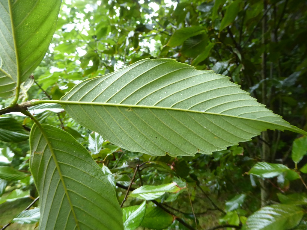 Quercus thomsoniana