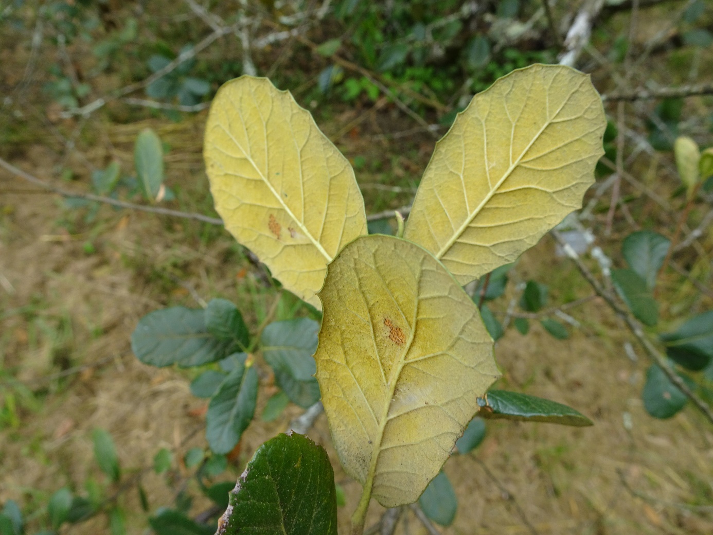 Quercus longispica