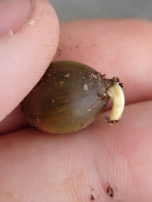 Bluff oak acorn sending out a radicle in the nursery, kicking off what we hope to be a long life in HF&G’s living collections.