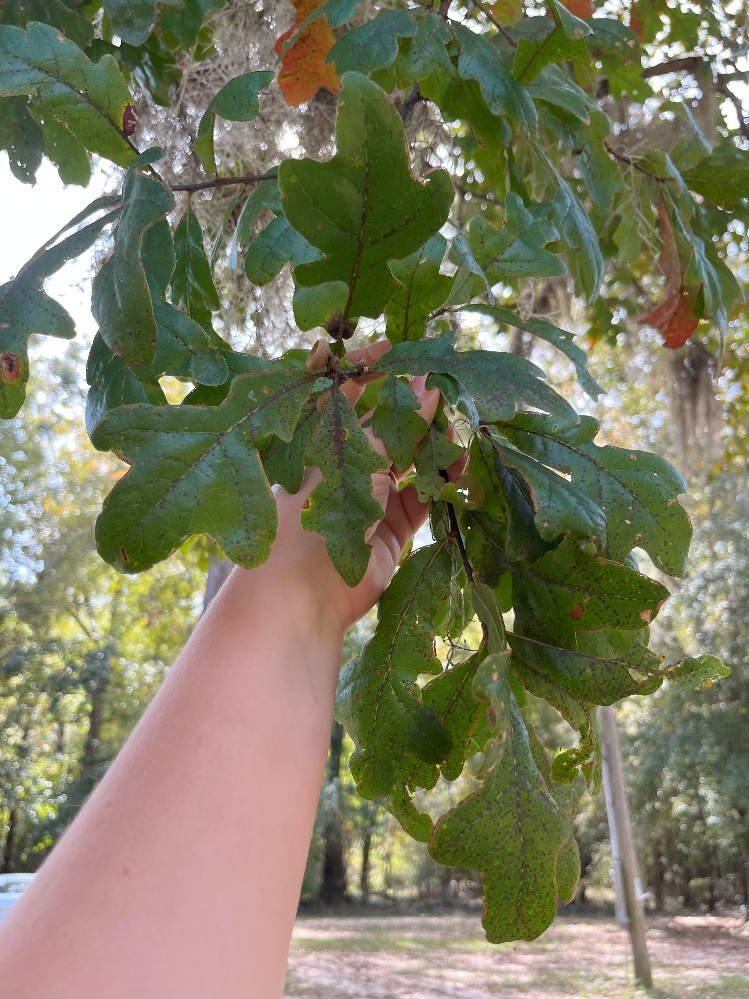 My first bluff oak