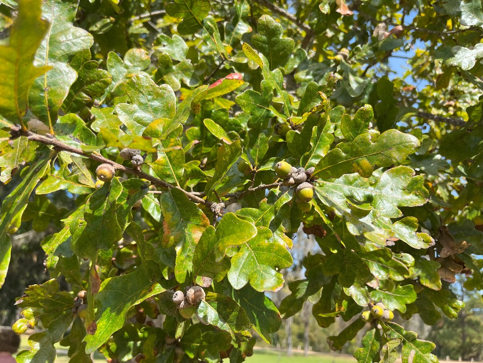 Putative hybrid between Q, austrina and Q. margaretta