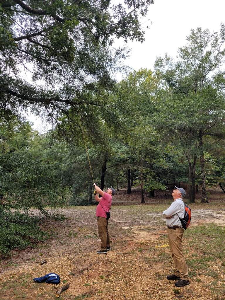 Tom using a throw line to pull down a bluff oak branch for easier access while Ron looks on in anticipation.