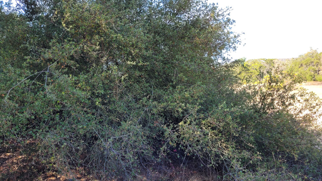 Quercus dumosa Los penasquitos