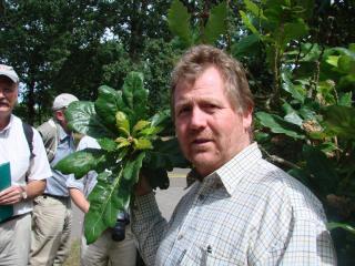 Tony Kirkham with Quercus crassifolia