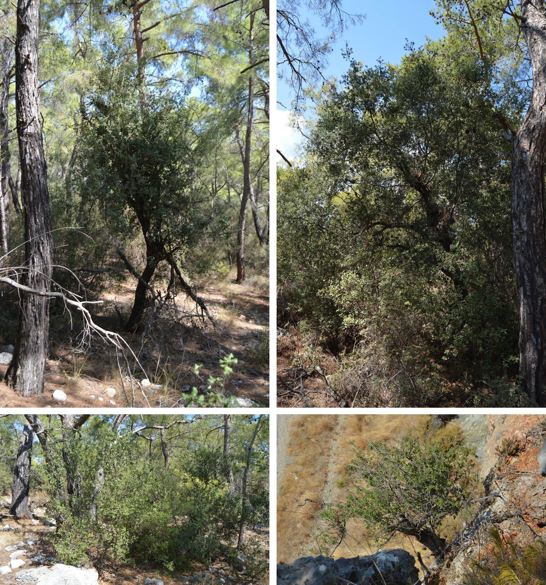 Figure 10. Typical appearance of Q. aucheri, from shrubby forms to small trees, also on the cliffside