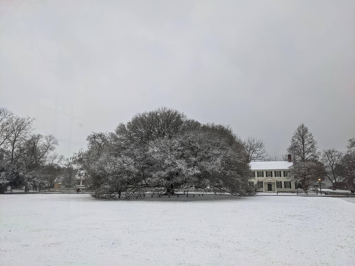 The Comton Oak in winter January 2021 - photo by Rick Brown