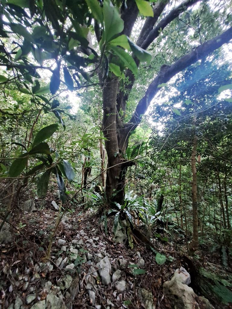 another tree in forest