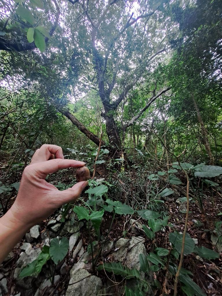 acorn between finger and thumb