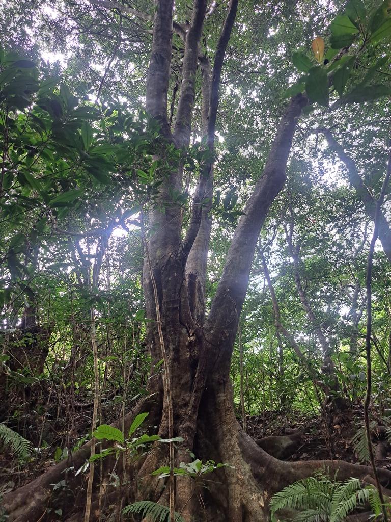 Quercus miyagii tree in forest