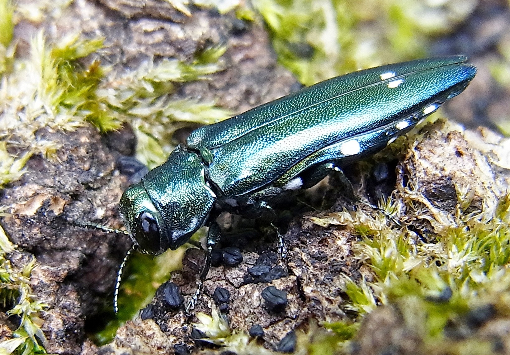 Agrilus biguttatus