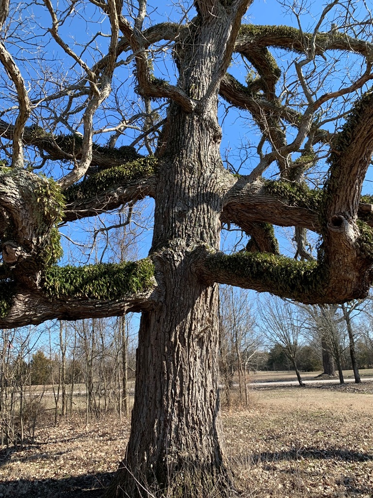  Quercus bicolor, Rutherford County, TN. 