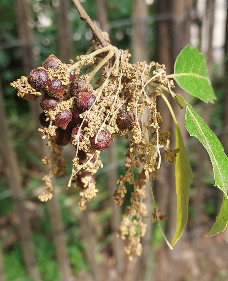 These currant galls on the male flowers of an oak harbor the developing sexual generation of the Cynipid wasp Neuroterus quercus