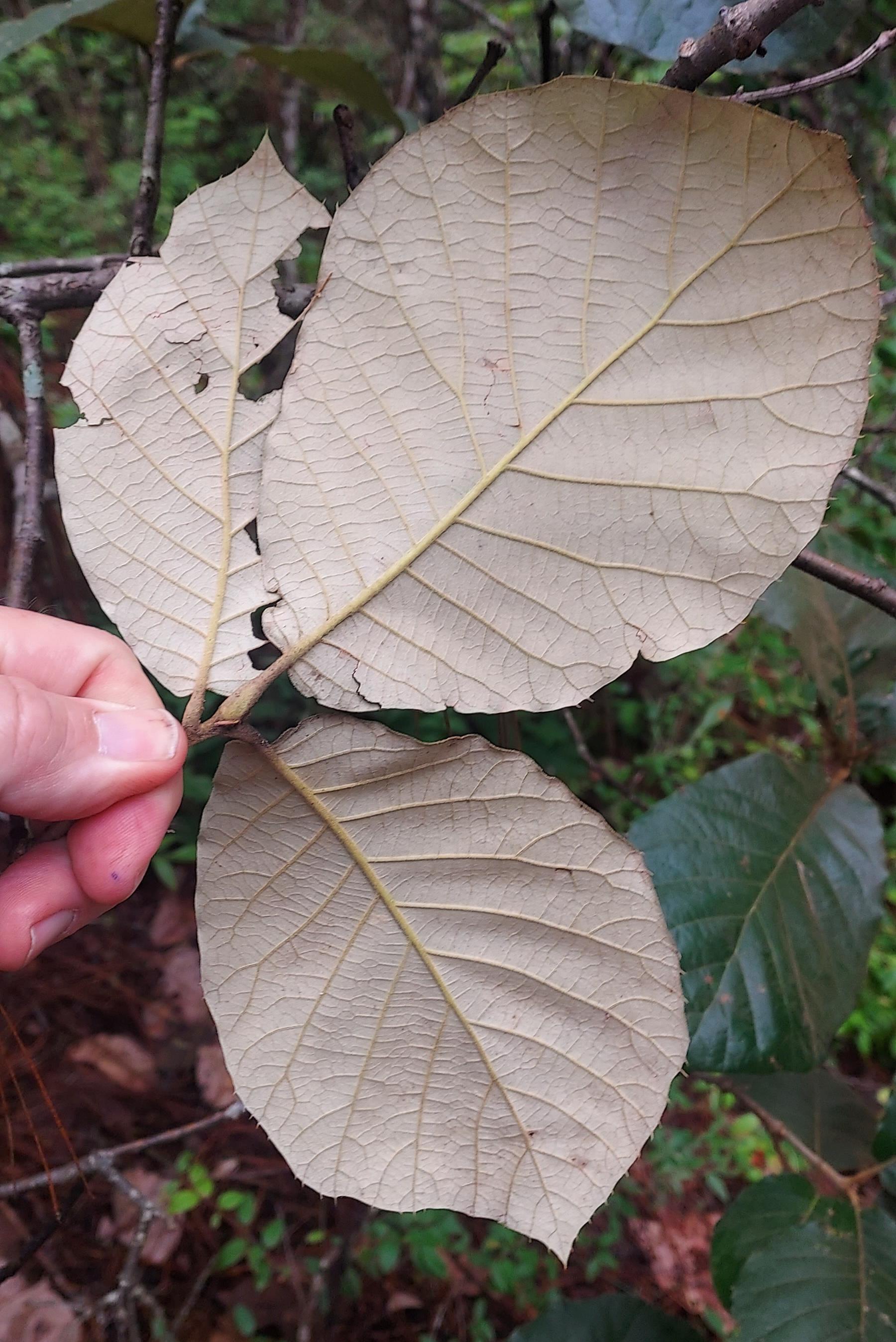 White undersides of Q. calophylla