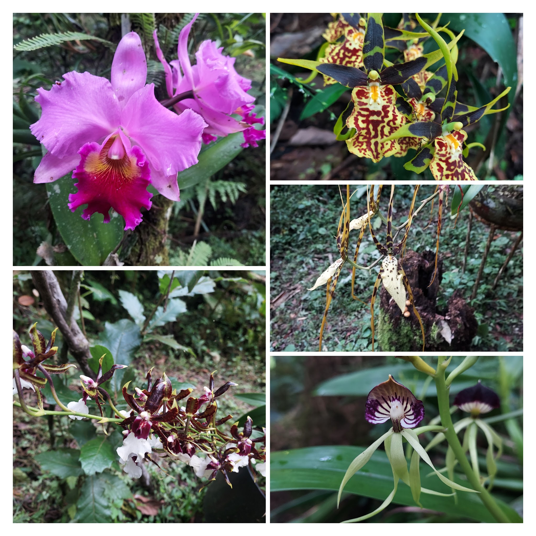 Orchids at Finca Ls Niebla