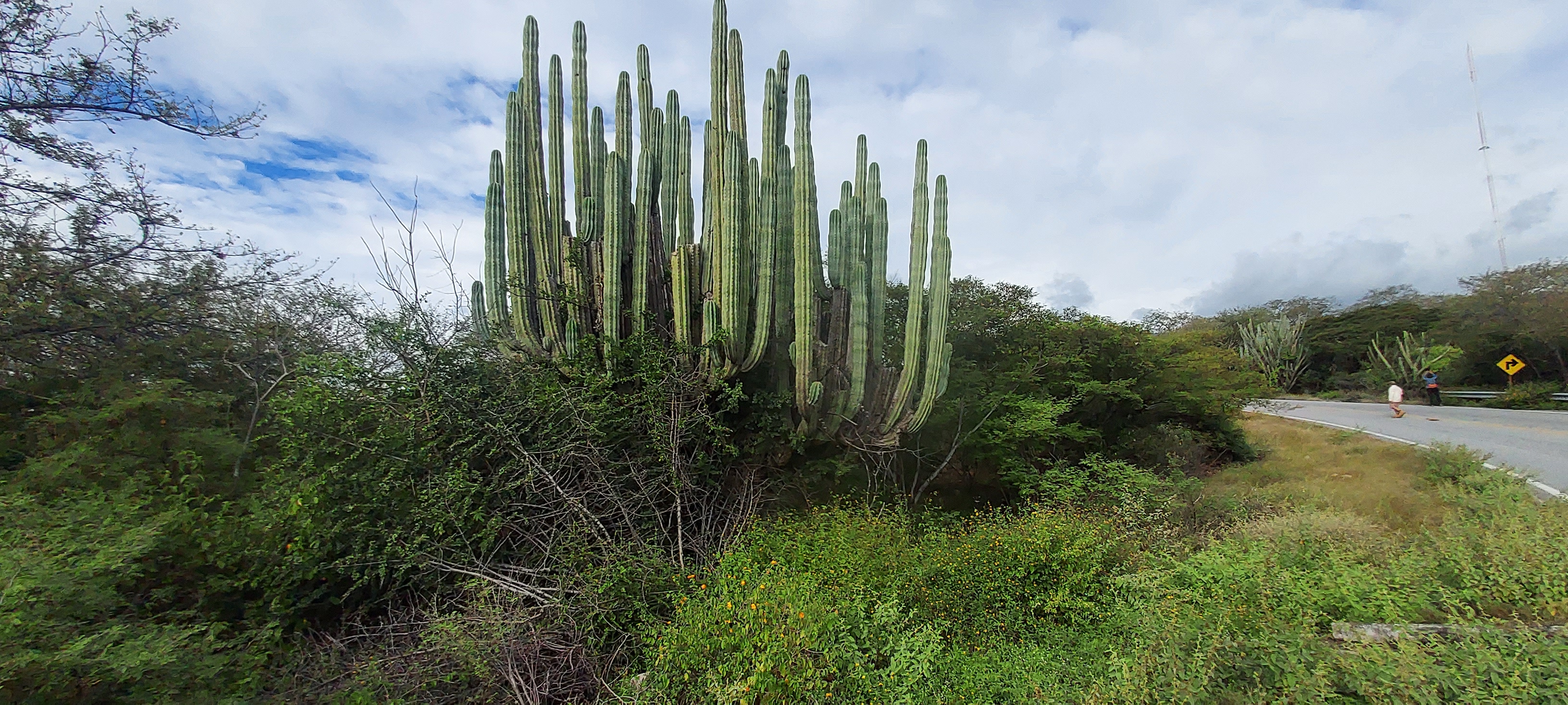 Pachycereus weberi