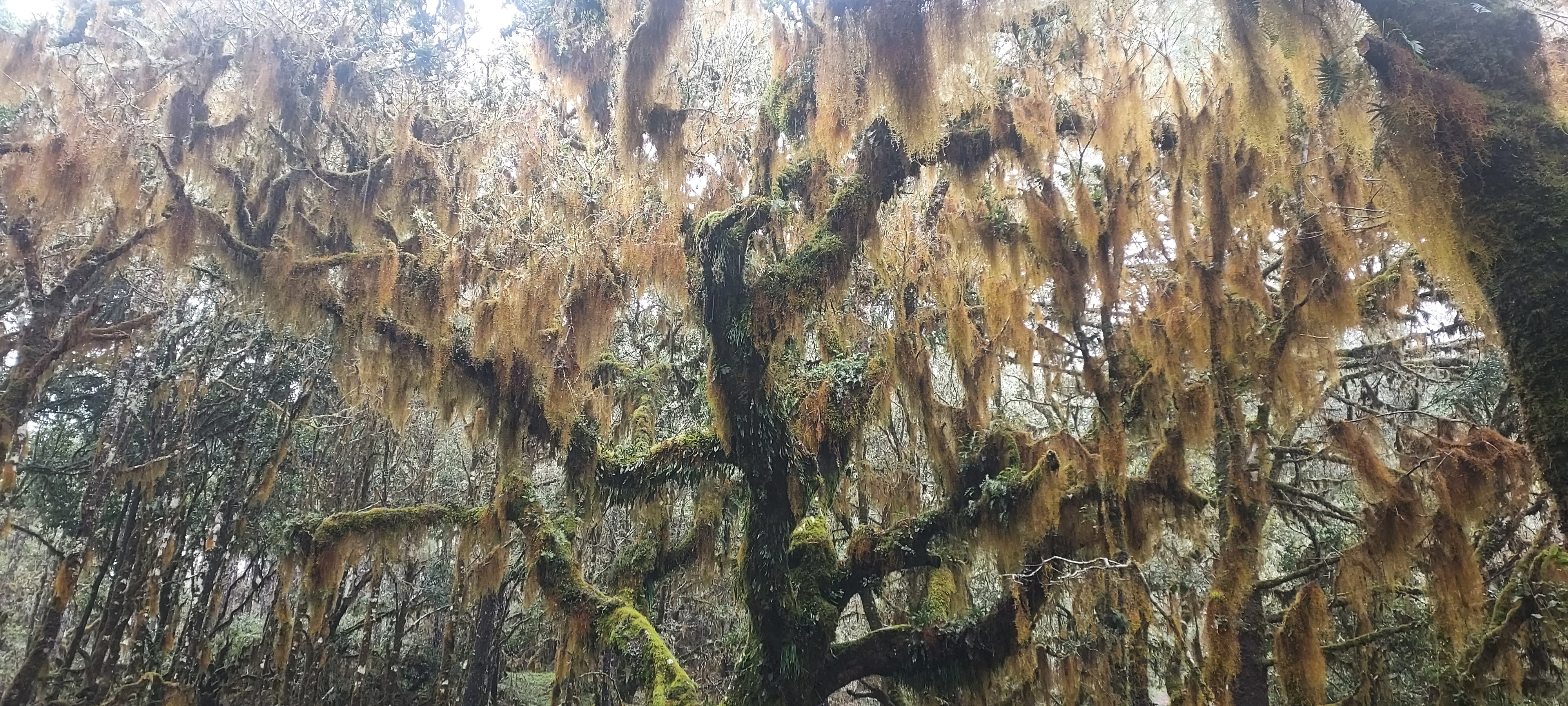 Moss draped oaks