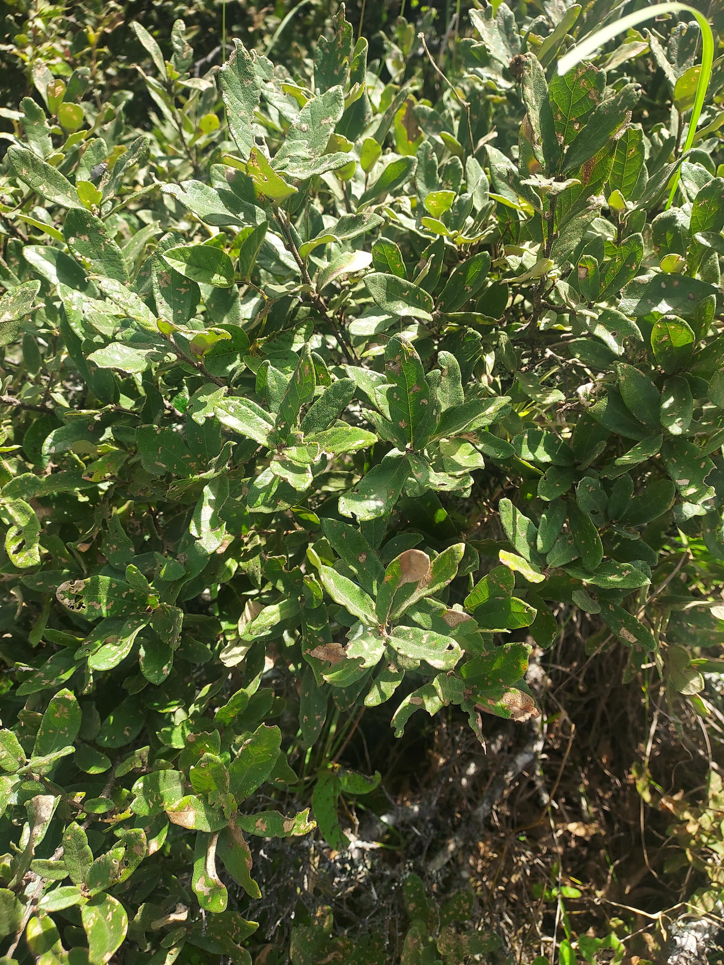 Possibly underscribed shrub oak