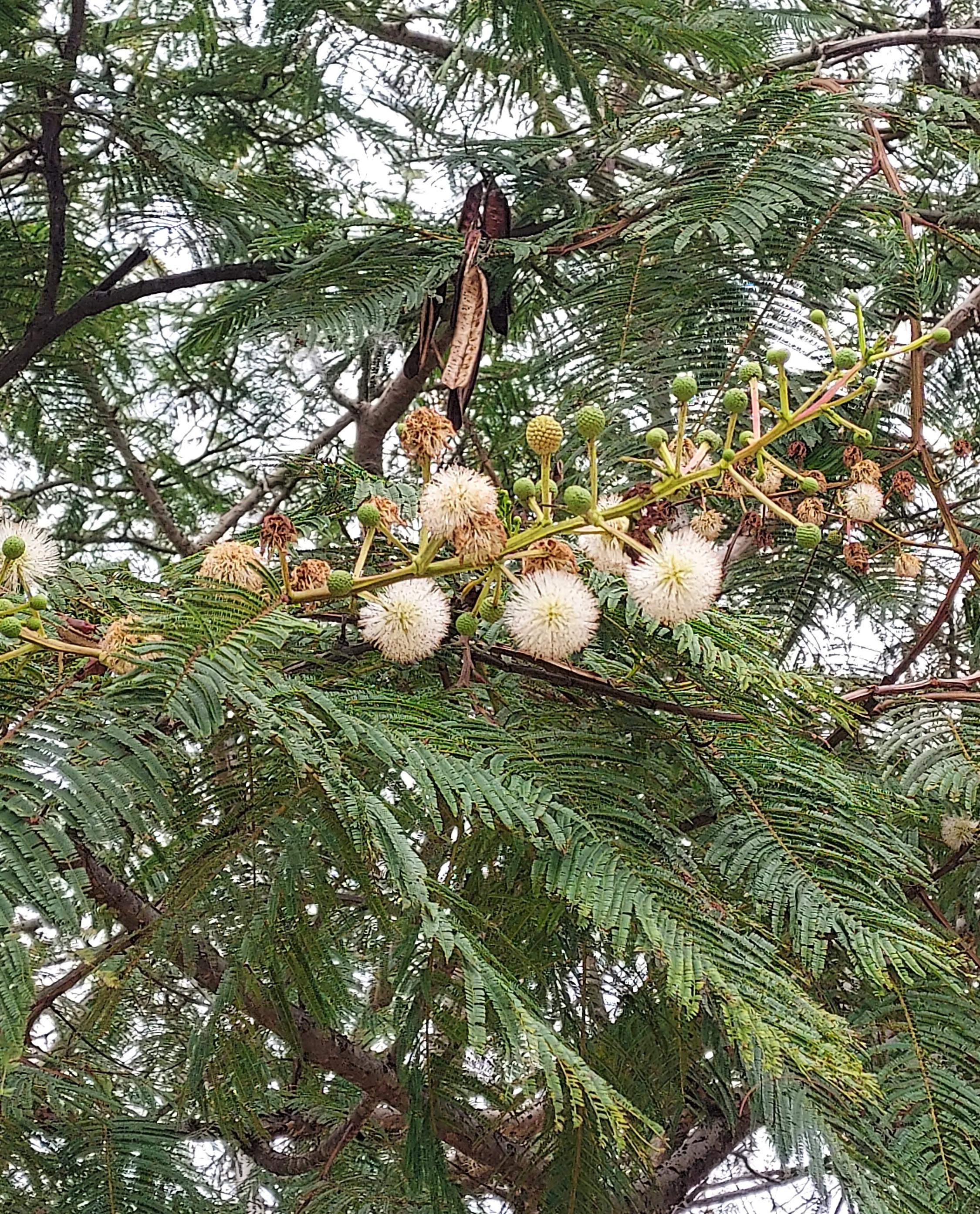 Guaje in flower at Monte Albán