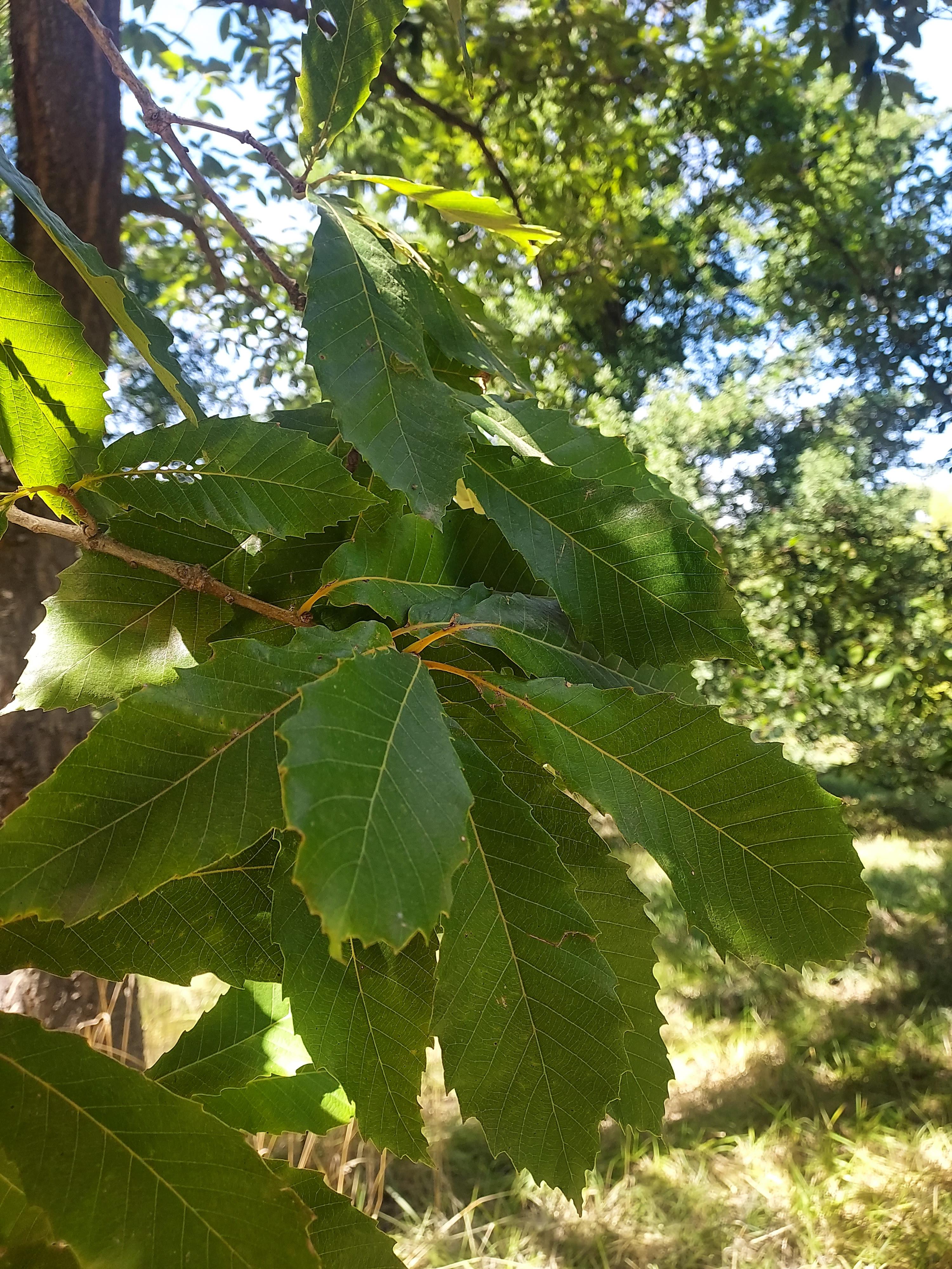 Quercus fabri
