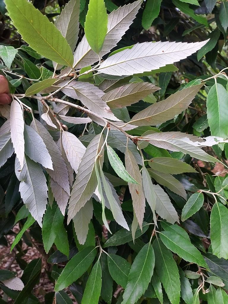 Quercus leucotrichophora
