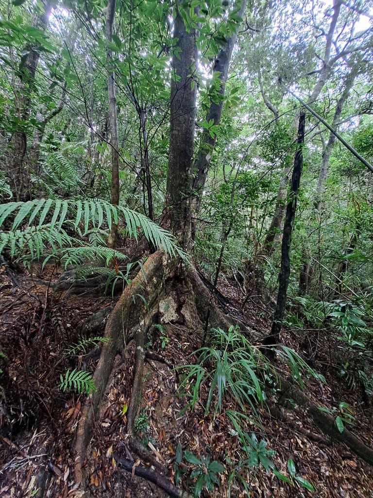 buttresses and ferns