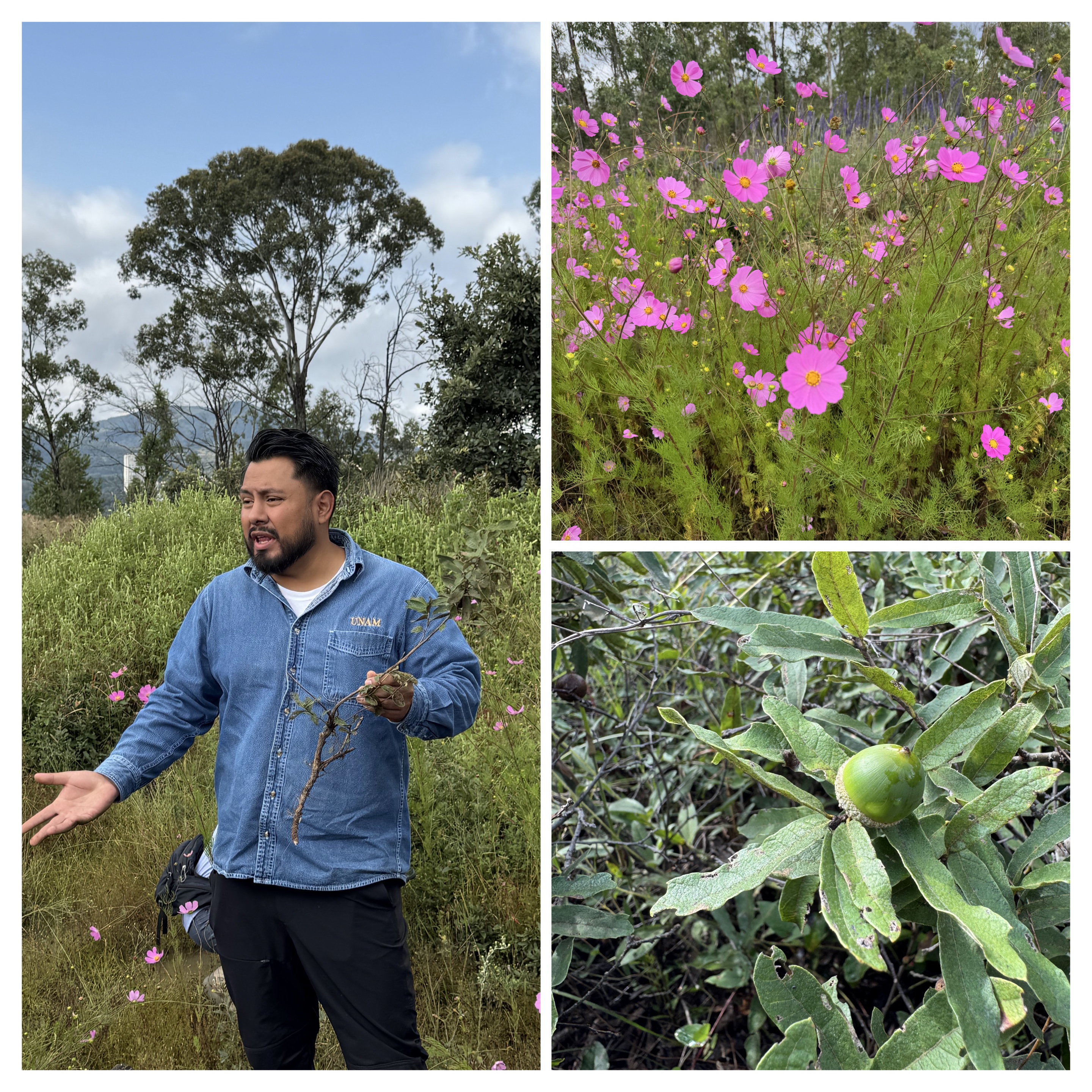 Oscar de Luna showing Quercus purhepecha