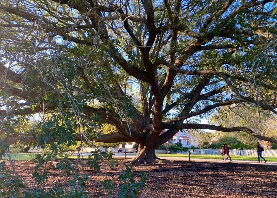 This superb specimen of Compton oak (Quercus ×comptoniae) is located in Market Square, within the boundary of historic Colonial 