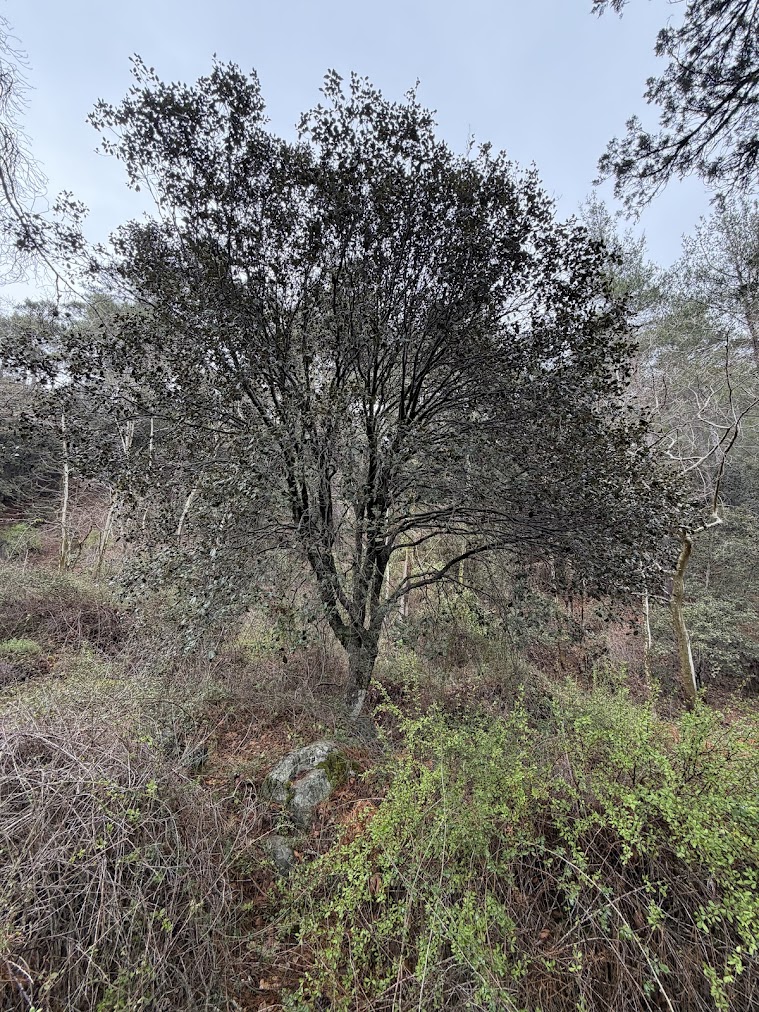 Quercus alnifolia in the Trooditissa riverbed