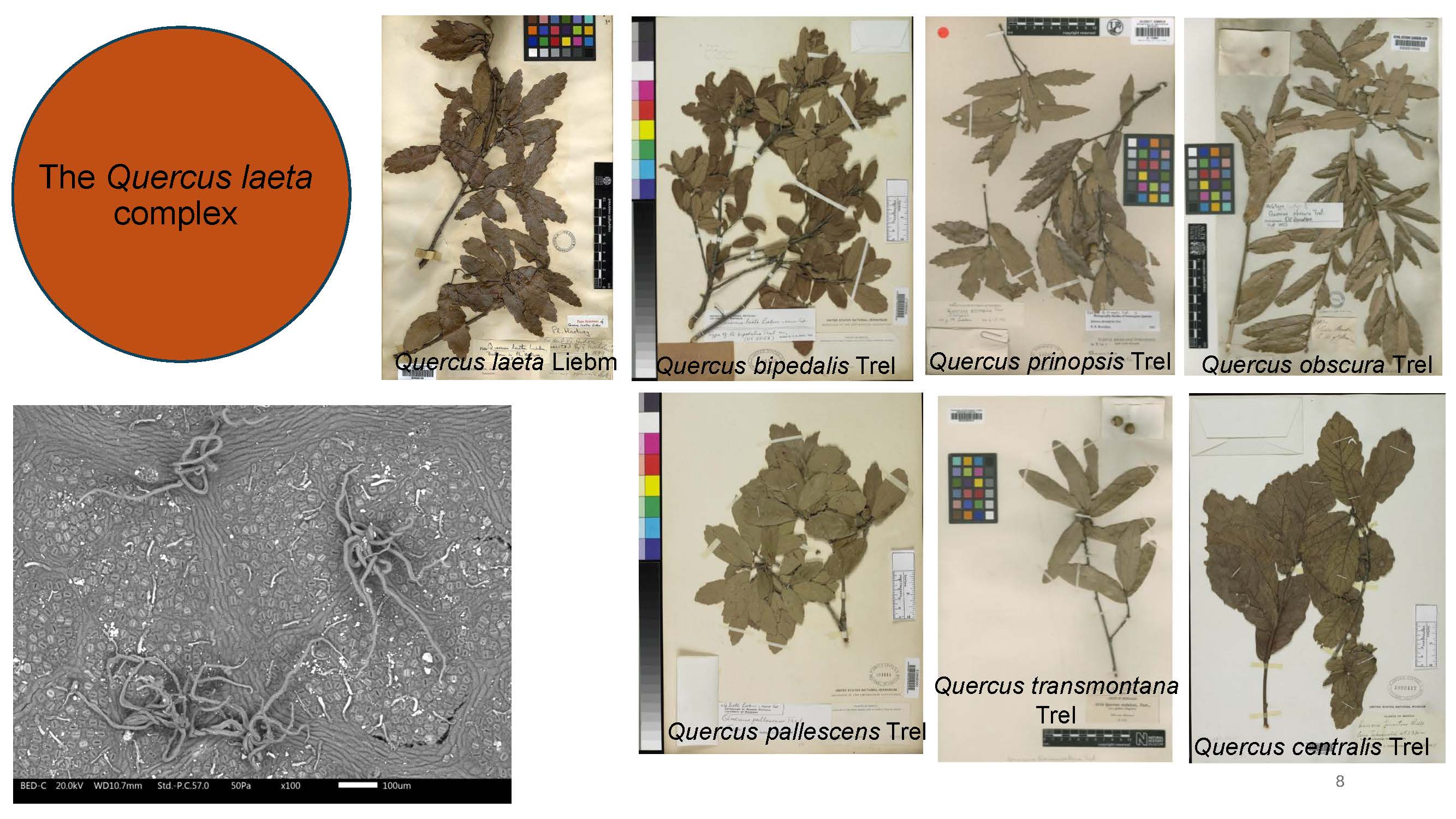 Slide from presentation: Quercus laeta complex