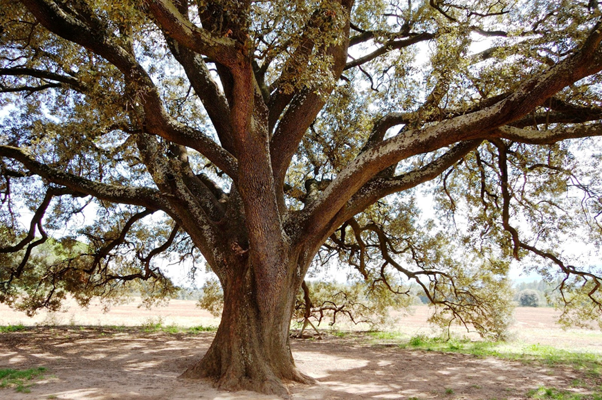 Oak tree by side of field