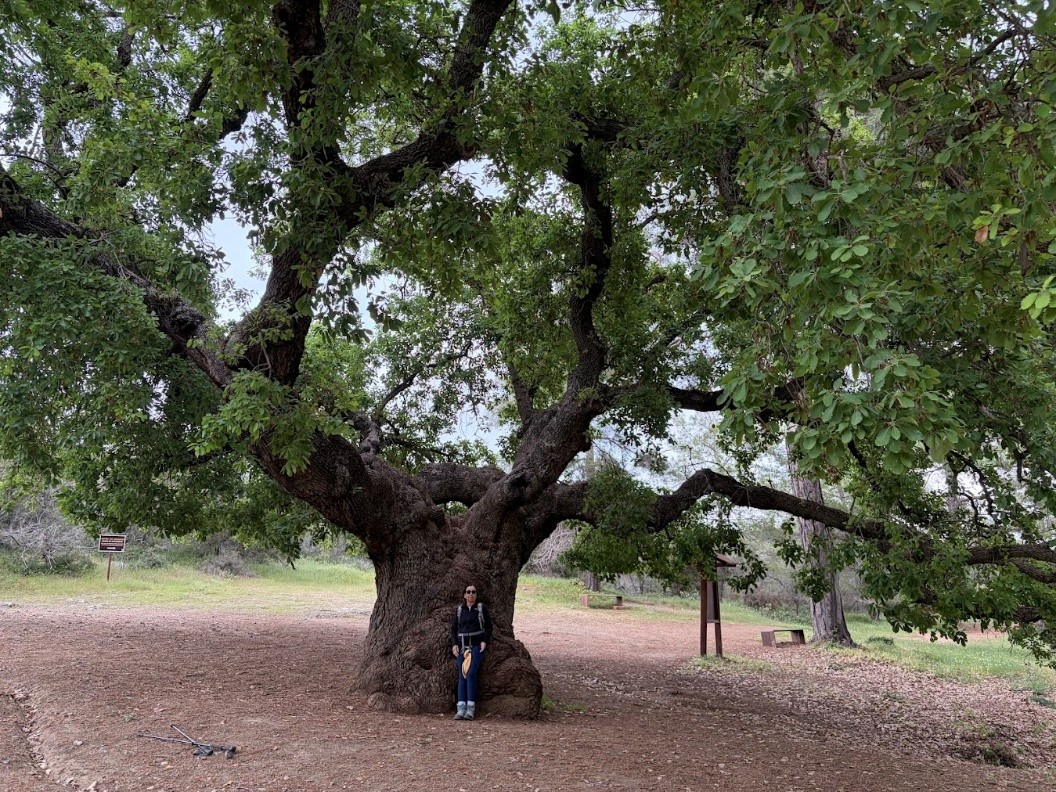 The Aphrodite and Adonis Oak