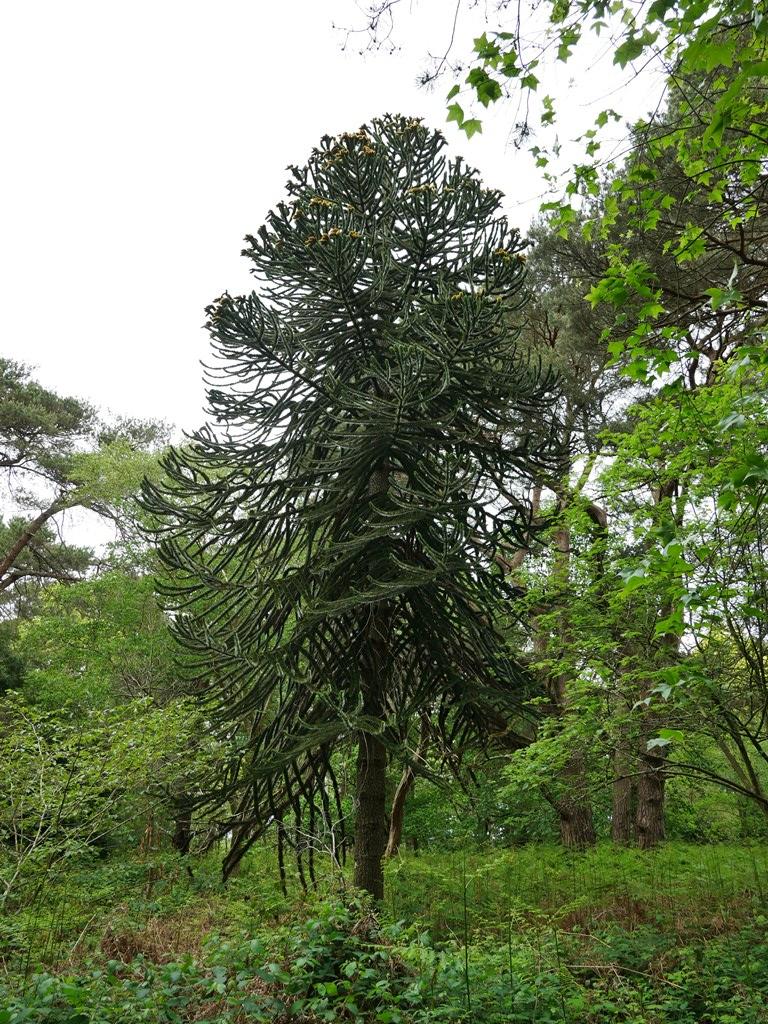 Araucaria araucana