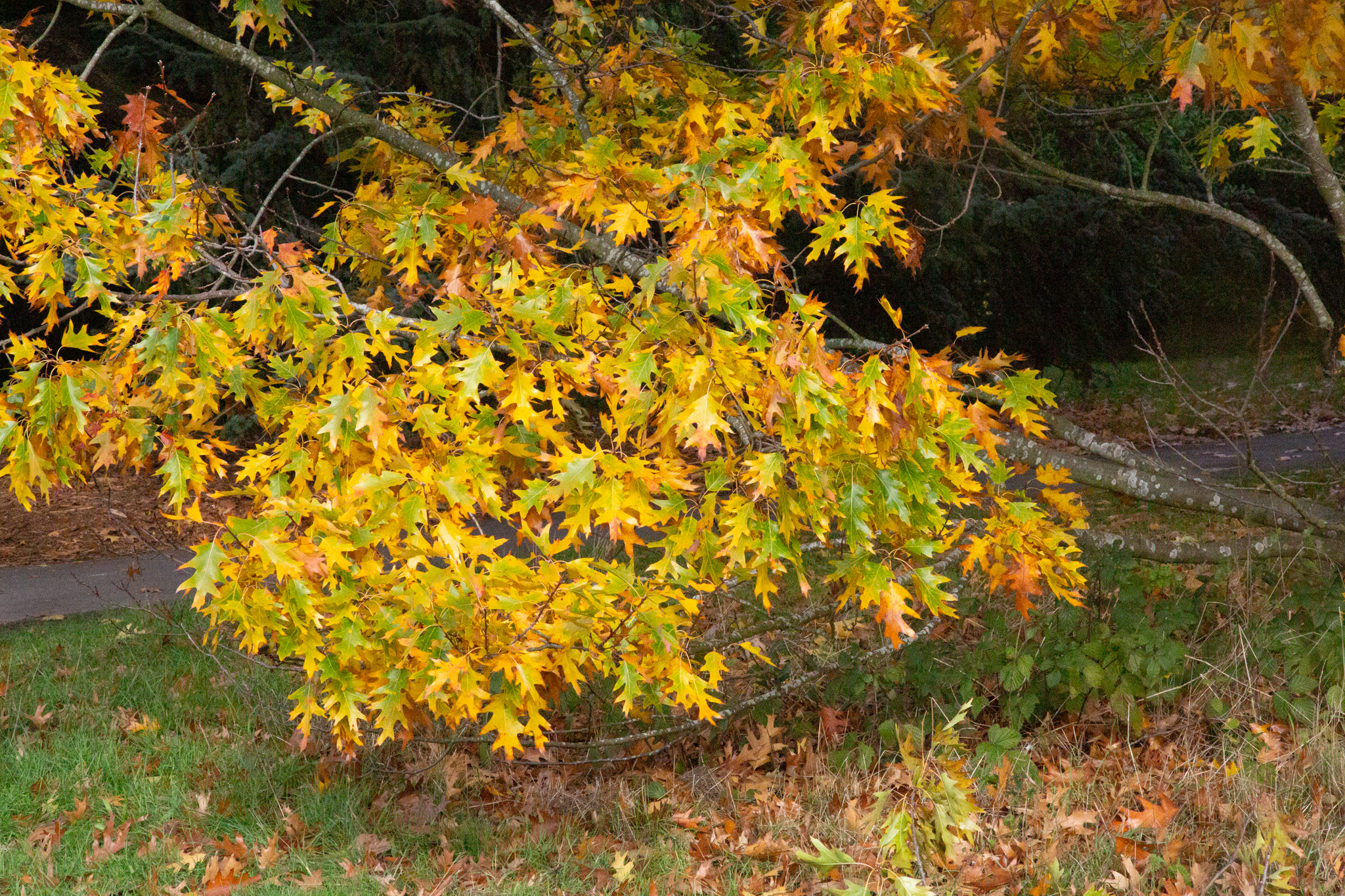 autumn foliage on Quercus xbenderi at Kew (c) James MacEwen