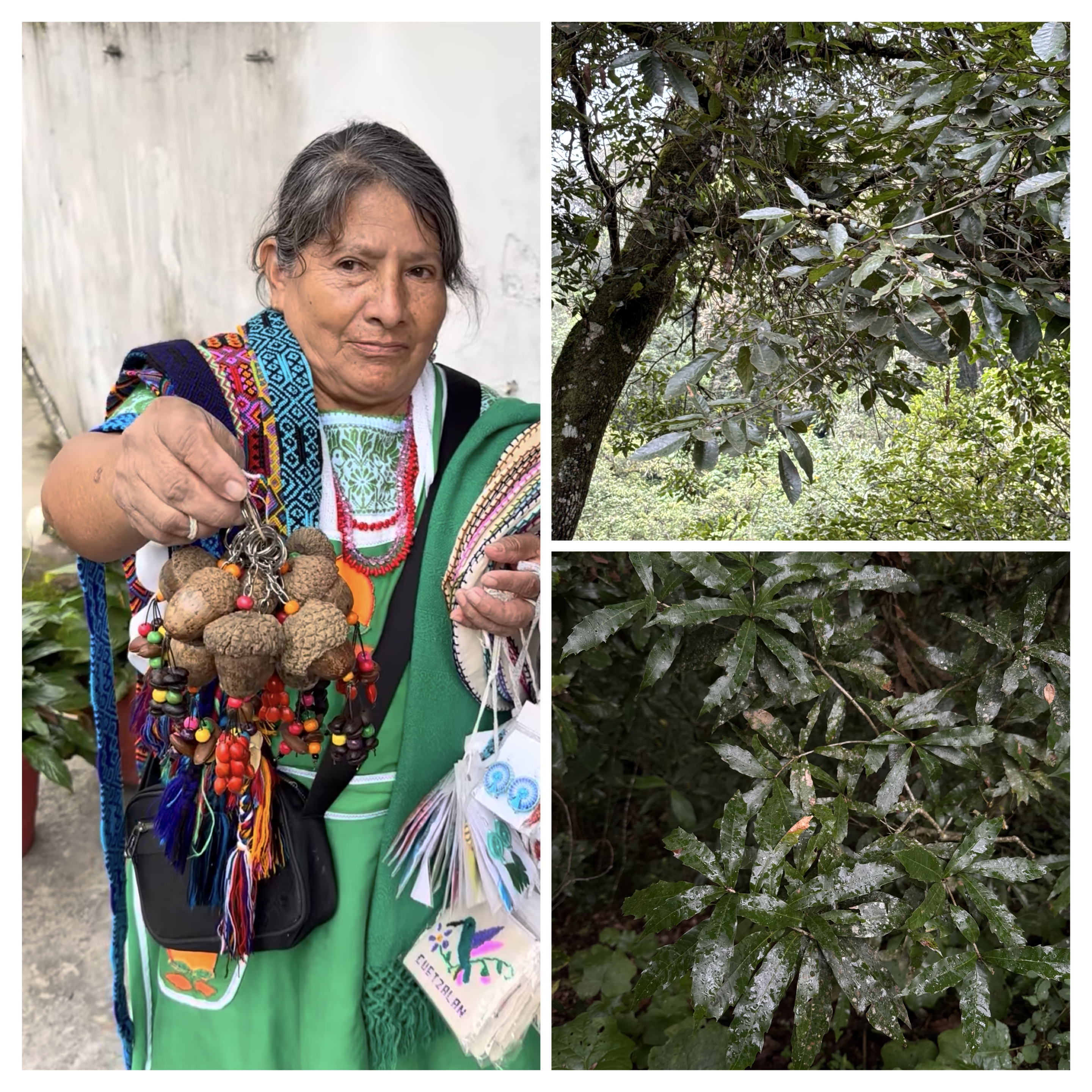 Quercus corrugata key chains in Apulco (left) © Rodrigo Zepeda, near a forest of Quercus sartorii (upper right) and Quercus lanc