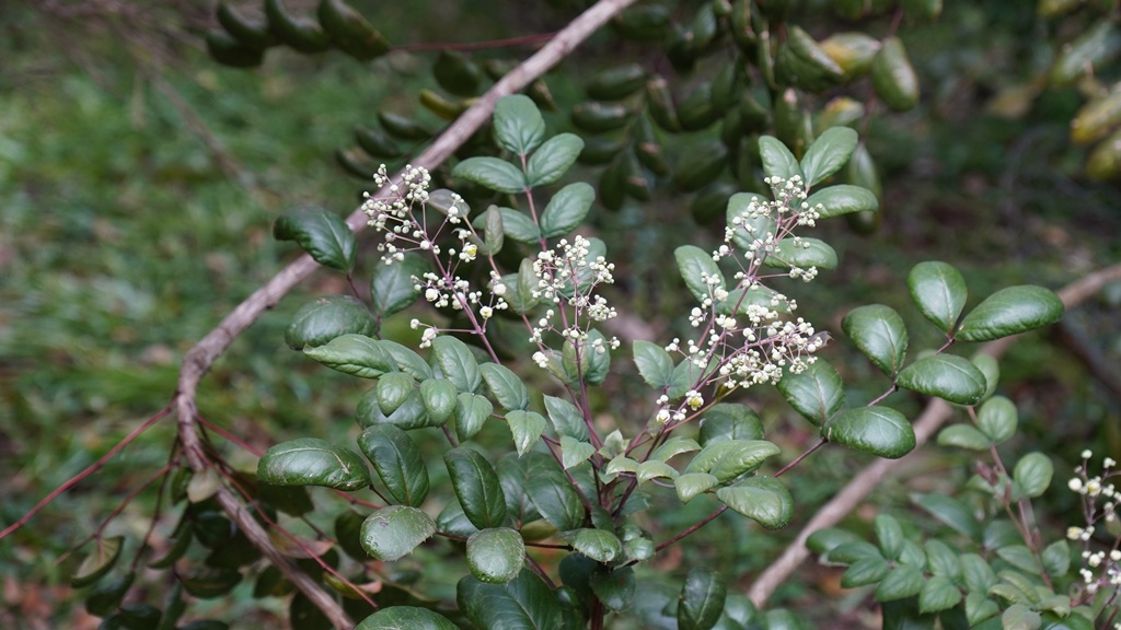Berberis hartwegii_16052026_White House Farm Arboretum.JPG