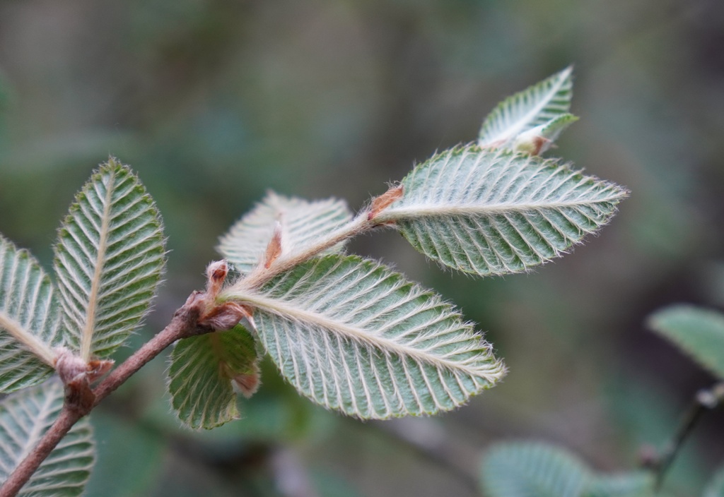 Betula calcicola