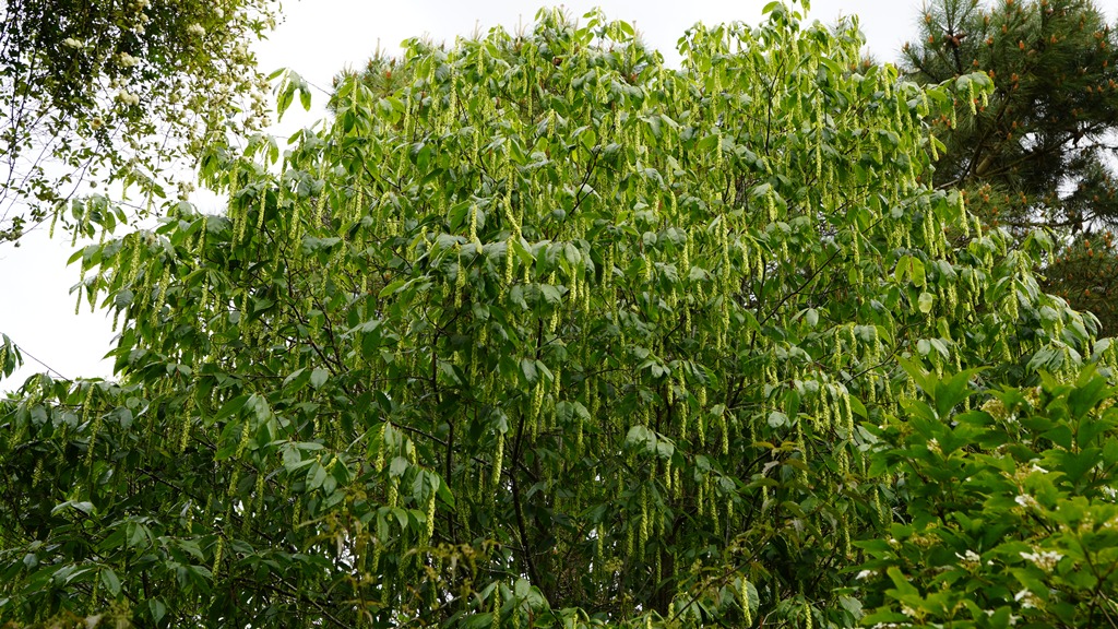 Carpinus fangiana_16052026_White House Farm Arboretum.JPG