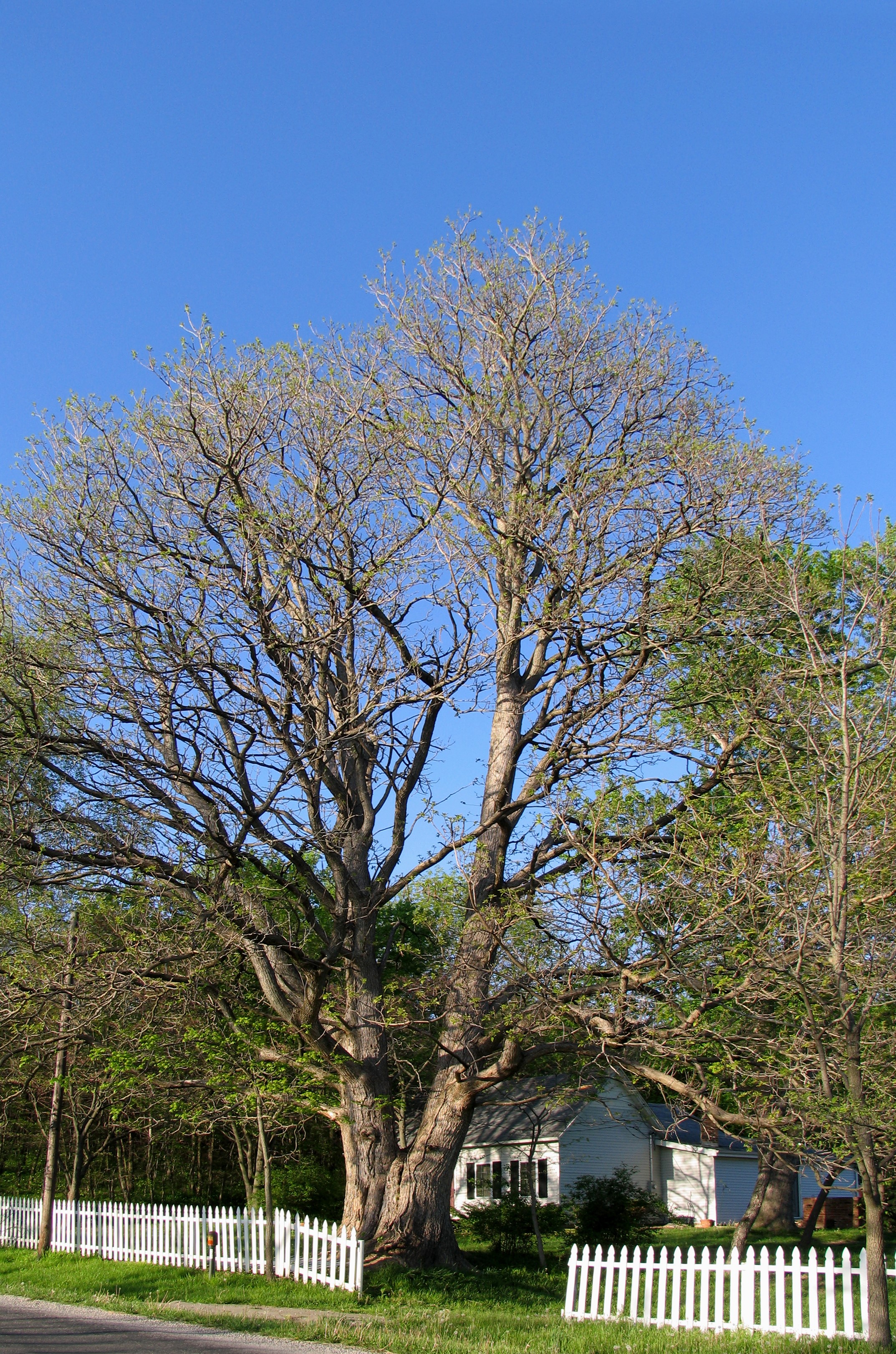 Catalpa speciosa at Starhill Arboretum