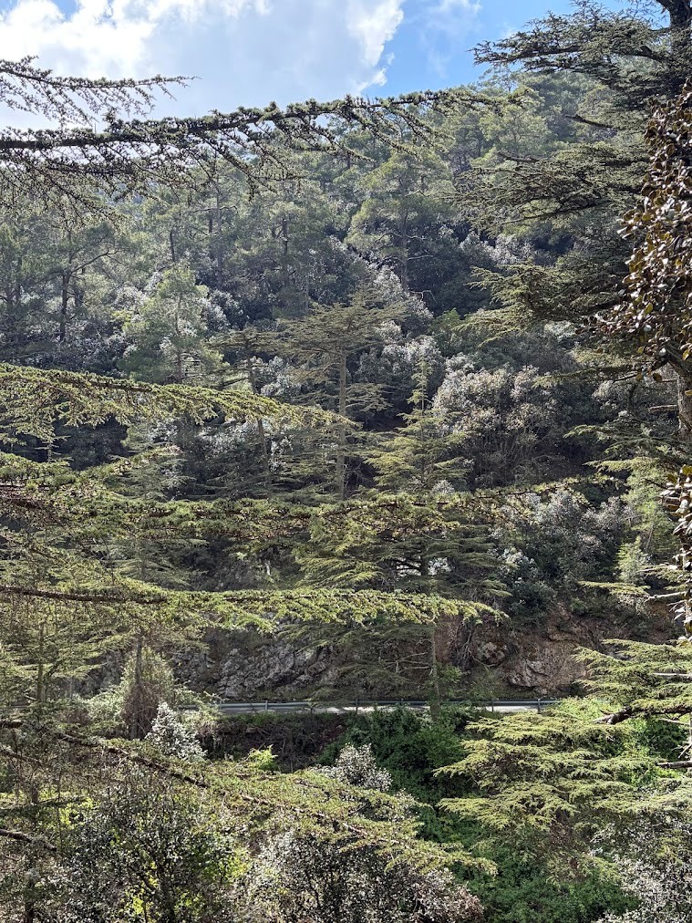 A general view Cedar Valley