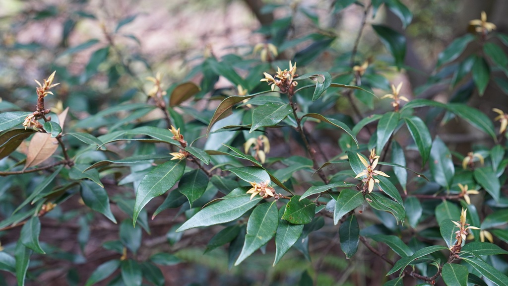 Chrysolepis chrysophylla