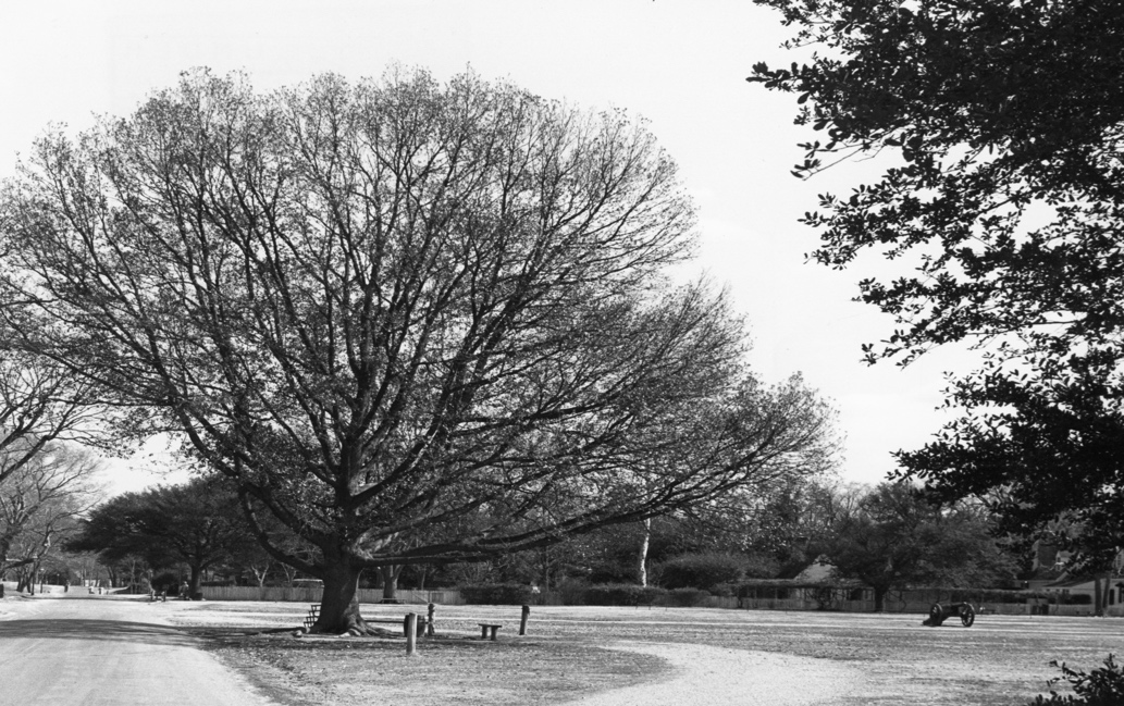 The Compton oak in 1979
