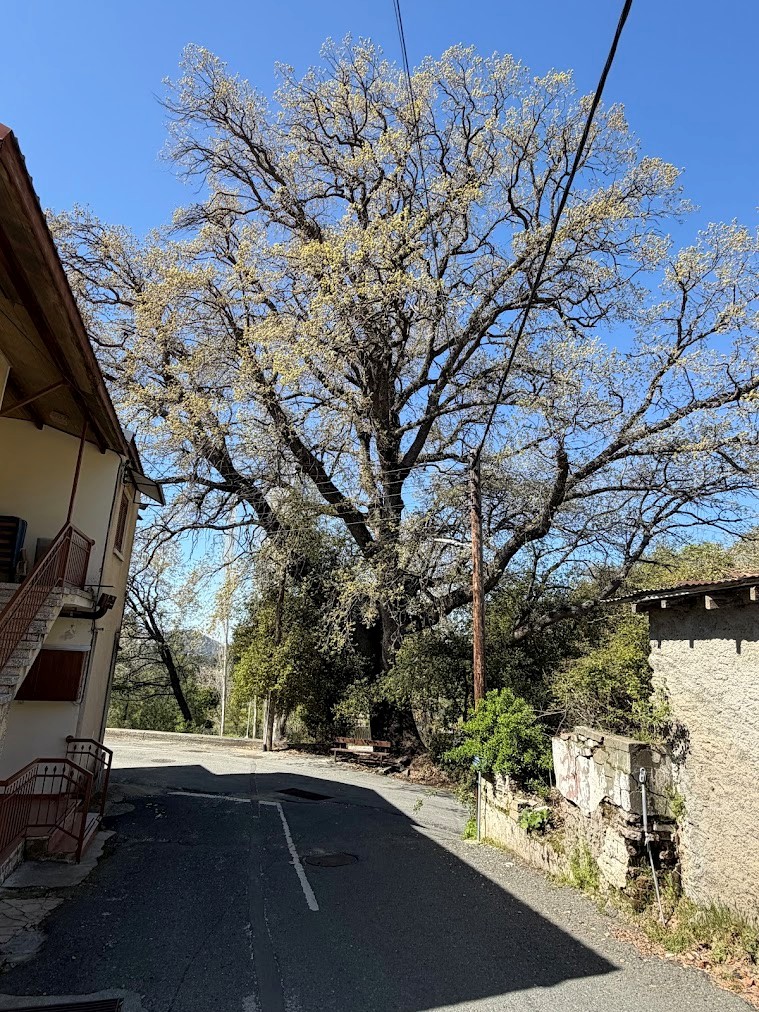 Quercus infectoria subsp. veneris with a 505-cm circumference